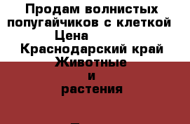 Продам волнистых попугайчиков с клеткой  › Цена ­ 2 500 - Краснодарский край Животные и растения » Птицы   . Краснодарский край